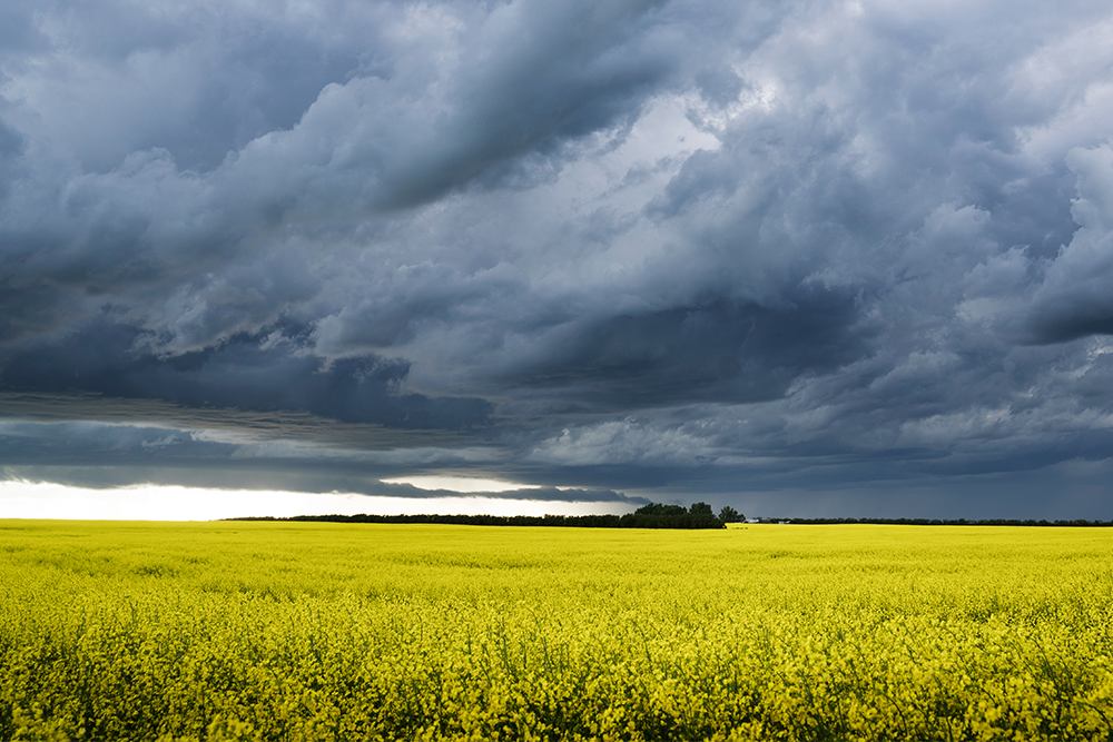 Canola Field surrounded by clouds