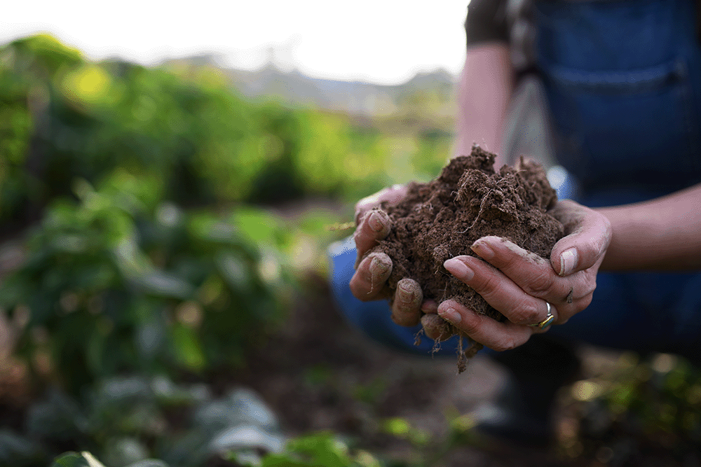 Farmers hands with soil in them