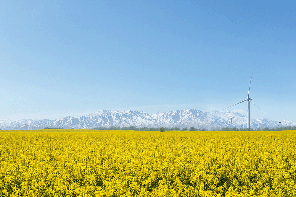 Canola field with mountains and wind turbine in background
