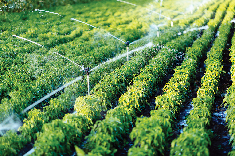 irrigation sprinklers in crop